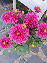 Photo n°36 de Boris Demay Fleuriste Thiais à Thiais (Jardinerie)