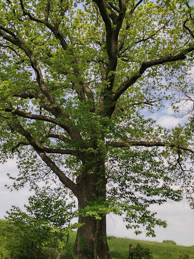 Kubin-Haus Zwickledt - Thumbnail