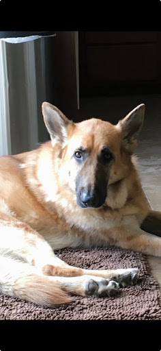 CodaPet - At Home Pet Euthanasia of Santa Clarita - Thumbnail