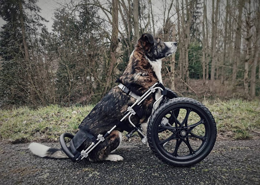 Dierenfysiotherapeut & Hondenosteopaat / dierenosteopaat i.o