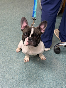 Noah's Caring Hands Animal Hospital at Geist