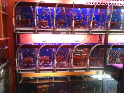 Rizki Aquarium Store, Author: Rizki Aquarium