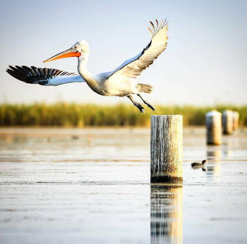 Nal Sarovar Boating Booking at Nalsarovar Bird Sanctuary by null