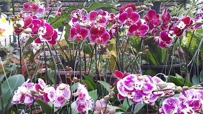 Photos of Yusra Florist