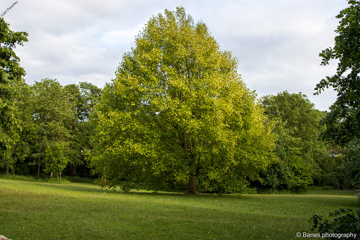 Rectory Fields, Chew Stoke