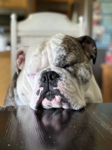 Isanti Pet Clinic Gallery - United States