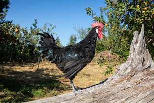 Photo n°4 de Aspoulba à Challignac (Magasin de volailles)