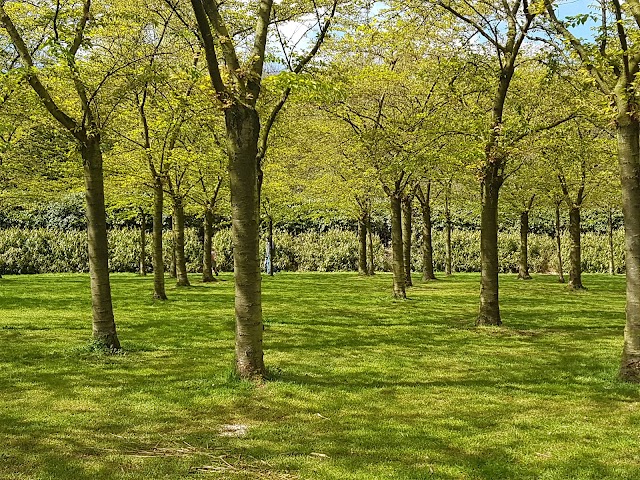 Kersenbloesempark