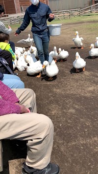 アヒルの大行進