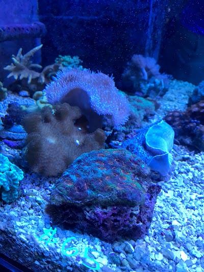 Capital Aquarium