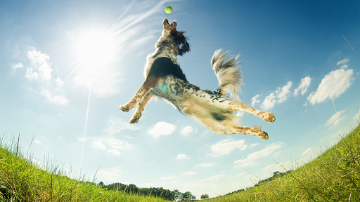 Avalon Animal Hospital Gallery - United States