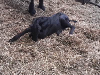 Dierenartsenpraktijk voor paarden "het Montferland"