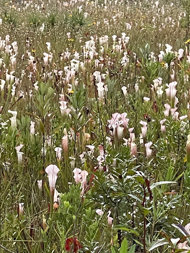 Splinter Hill Bog Preserve - Thumbnail