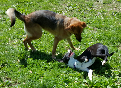 Treecourt Unleashed Dog Adventure Park | Dog Park | (Registration Required) - Thumbnail
