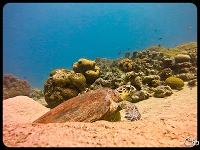 Photos of Ayla's Anchor Diving Centre