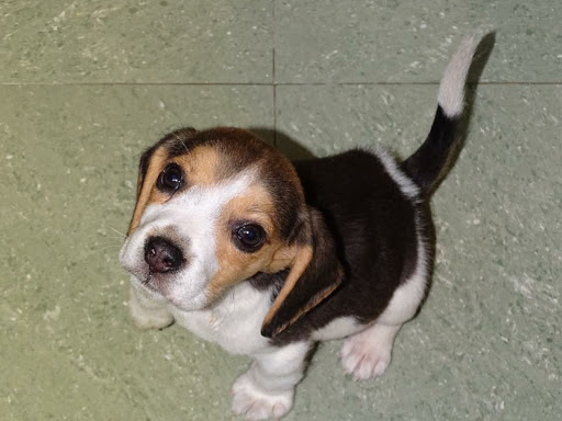 🐕 Beagle male puppy available post image