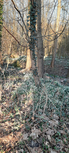Naturgarten Lindenallee - Thumbnail