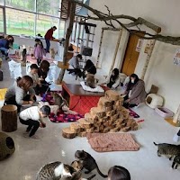 保護猫カフェ もどき with Peace