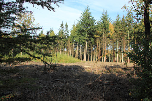Staatsbosbeheer Drents-Friese Wold