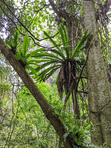 Box Cutting Rainforest Walk - Thumbnail