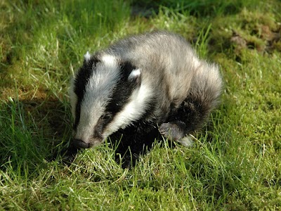 Photos of Animal Rescue Service Freiburg's Fund animals and nature e. V.