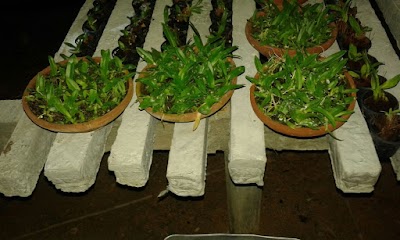 Photos of Kadupitiya Orchid Nursery