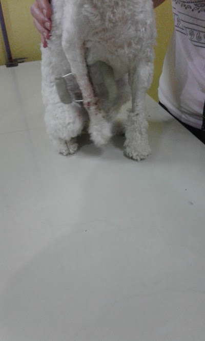 Photos of veterinaria San Antonio