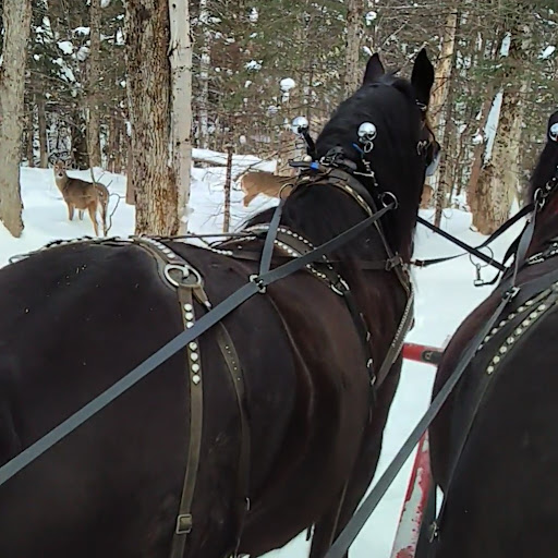 Back of Beyond Equine Centre - Thumbnail