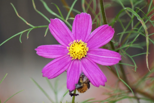 GABINET BIOREZONANSU BIKOM - Biorezonans Warszawa