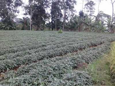 Photos of Mandiri Jaya Flora