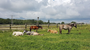 Photo n°18 de L'écurie de Fiona à Saint-Georges-Buttavent (Club d'équitation)