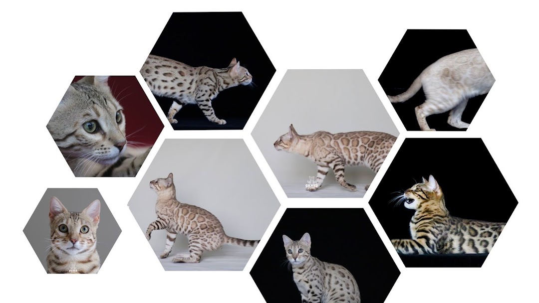 Silversquad Bengals Cattery Bangkok ฟาร์มแมวเบงกอล - Bengal Cats Farm In  Bangkok, Thailand.