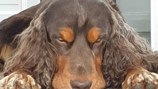 Selby Pet Sitters & Dog Adventures