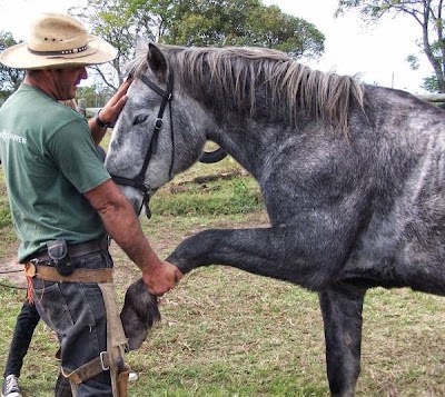 Photos of Settlers Horse Trails & Farrier Services
