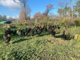 Photo n°2 de Des poules et des vignes - Gabriel et Julie SIMON à Coteaux-sur-Loire (Magasin de volailles)