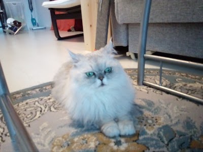 Photos of Veterinarnaya Klinika "Siniy Krest"