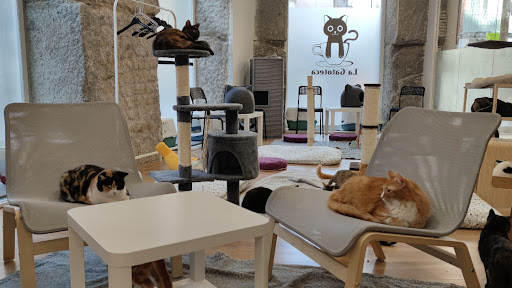 La Gatoteca - Visual