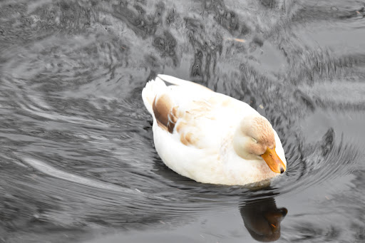 Dieren - Thumbnail