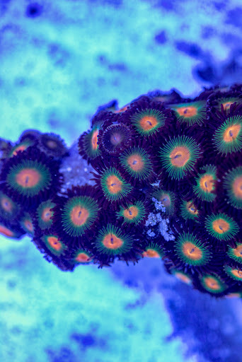 Reef Aquaria - Thumbnail