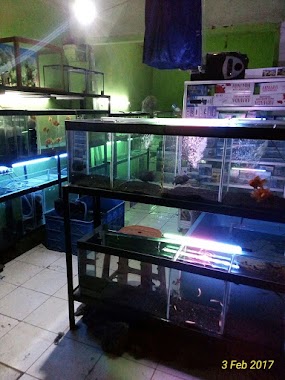 Ipung Ikan Hias Dan Aquarium, Author: ifunk purwanto