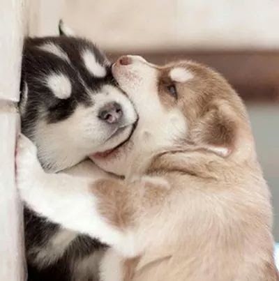 Photos of Wakon Giant Alaskan Malamutes