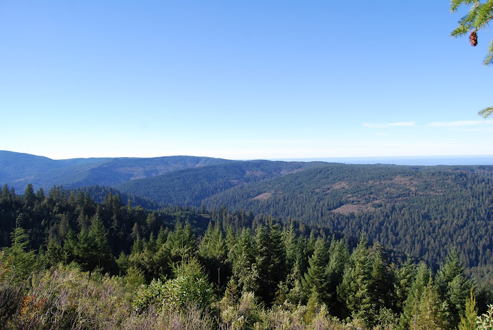 Redwood Adventures by null