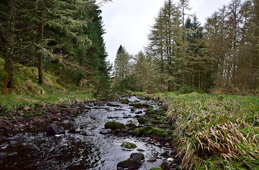 Aghyaran Forest. - Thumbnail