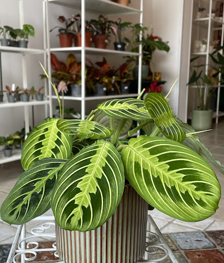 Greengallery di Nobile Riccardo - Thumbnail