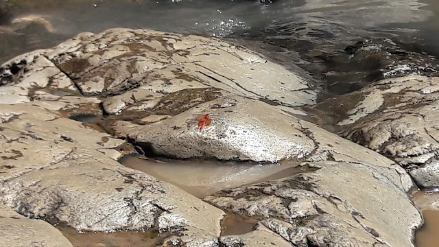 Cascada Los Azules Tequila