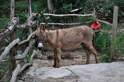Photos of Animal farm