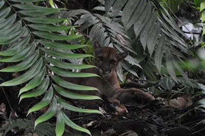 Photos of Osa Great Adventure-Corcovado