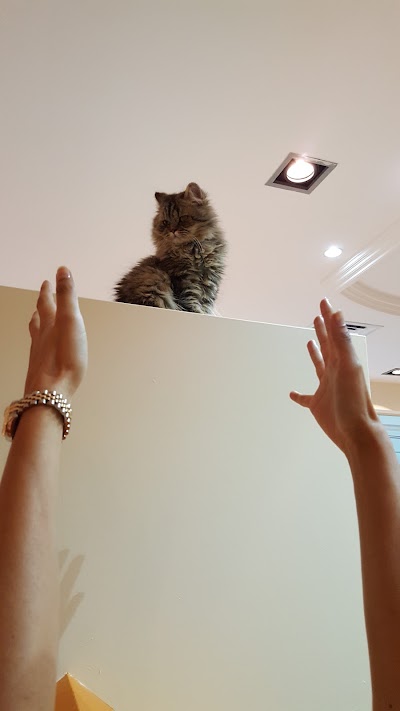 Photos of The Cat Cafe - Gatwa W Gahwa