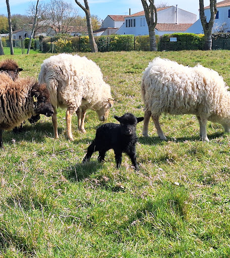 Photo de EHPAD Résidence de La Presqu'île à Breuil-Magné (17870)