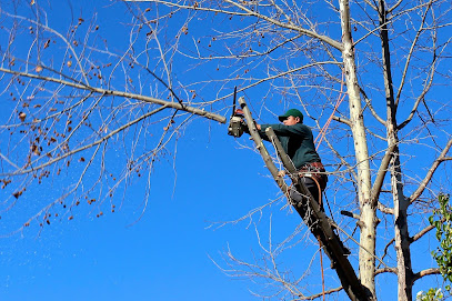 Élagage et abattage des arbres dans le Haut-Rhin